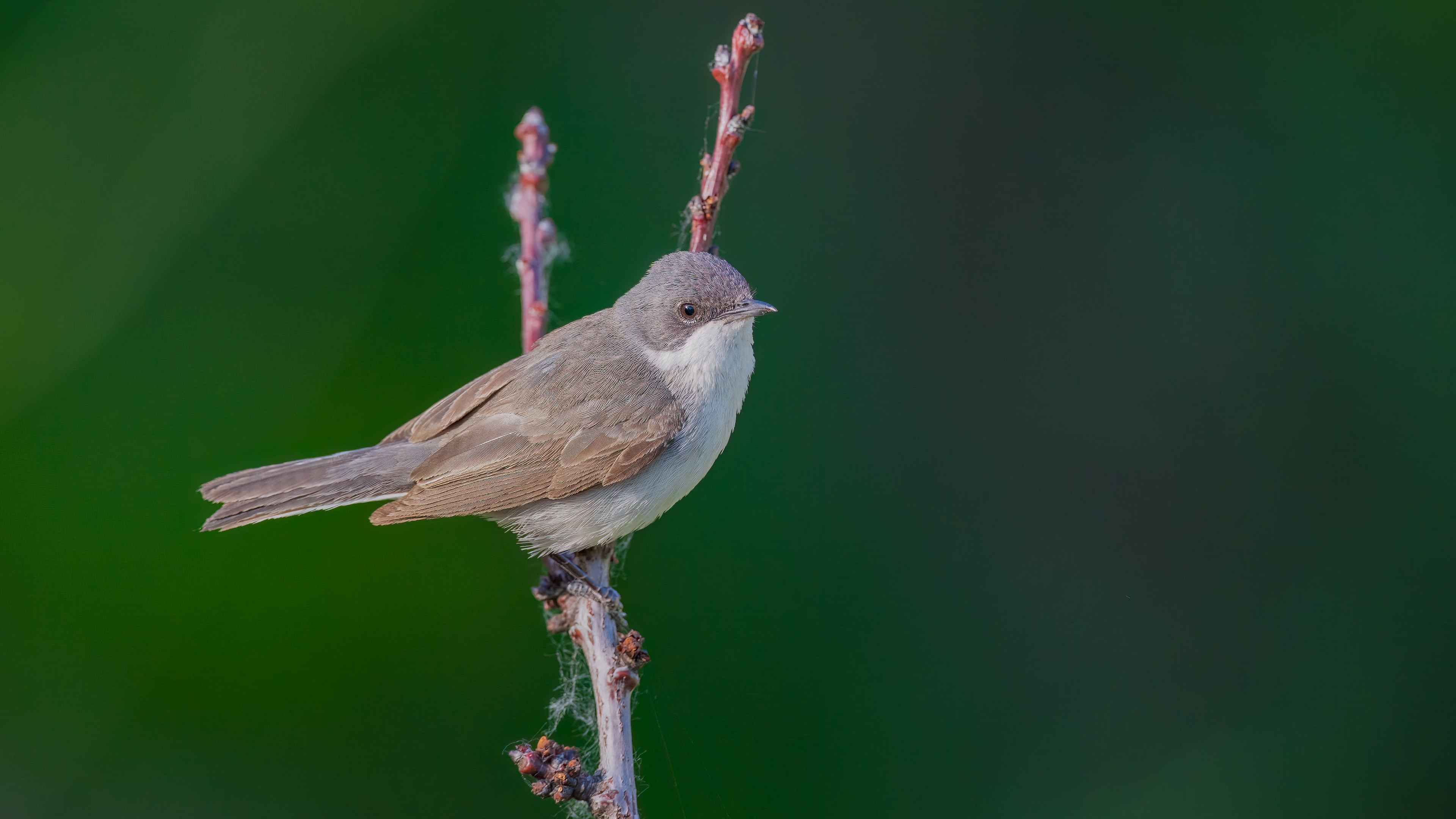 Lesser Whitethroat